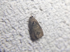 Olethreutes furfuranum