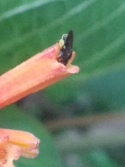 Nannotrigona perilampoides