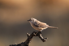 Curruca iberiae