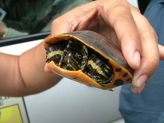 Deirochelys reticularia