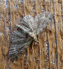 Pasiphila rectangulata