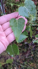 Betula cordifolia