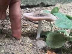Pluteus cervinus