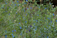 Commelina dianthifolia