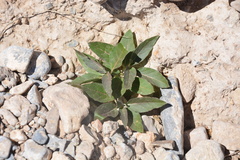 Asclepias nyctaginifolia