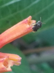 Nannotrigona perilampoides