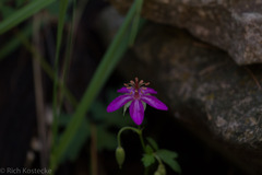 Geranium caespitosum