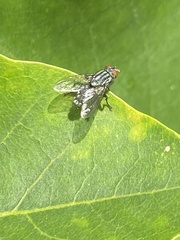 Calyptratae