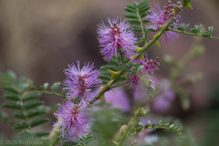 Mimosa dysocarpa