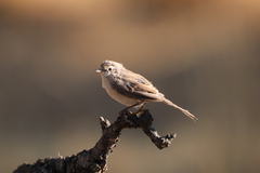 Curruca iberiae