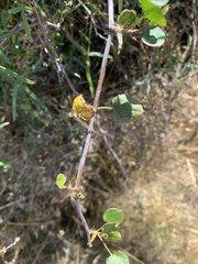 Muehlenbeckia australis