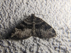 Xanthorhoe lacustrata