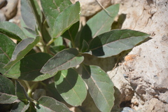 Asclepias nyctaginifolia