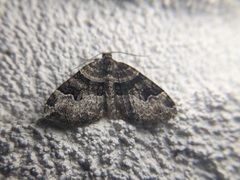 Xanthorhoe lacustrata