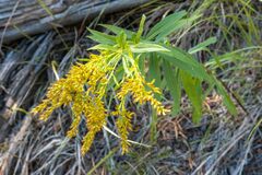 Solidago lepida
