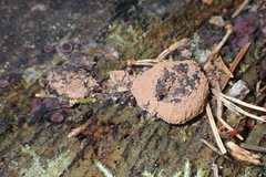Tubifera