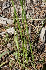 Equisetum laevigatum