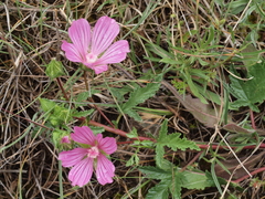 Malope malacoides