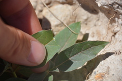 Asclepias nyctaginifolia