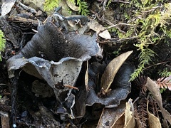 Craterellus calicornucopioides
