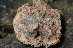 Tubifera