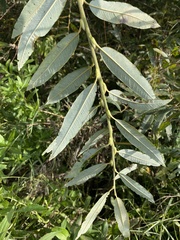 Salix gmelinii