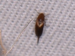 Tenebrionoidea