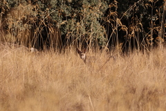 Vulpes vulpes silacea