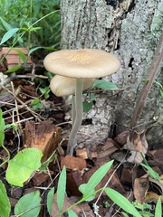 Oudemansiella