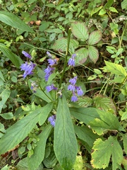Lobelia
