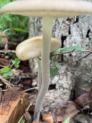 Oudemansiella