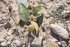 Asclepias nyctaginifolia