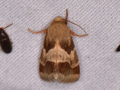 Schinia lynx