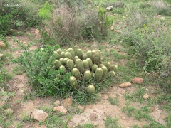 Coryphantha erecta