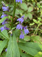 Lobelia