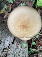 Oudemansiella