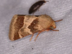Schinia lynx