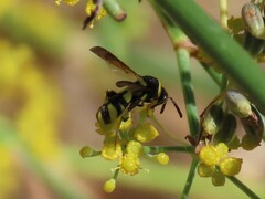 Leucospis