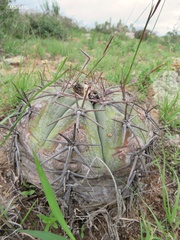 Echinocactus horizonthalonius
