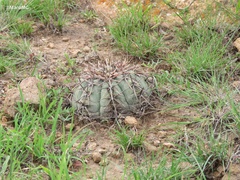 Echinocactus horizonthalonius