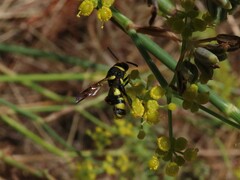 Leucospis