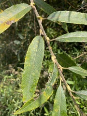 Salix gmelinii