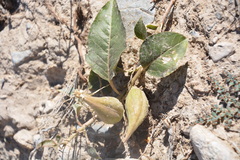 Asclepias nyctaginifolia