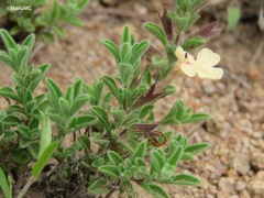 Salvia axillaris