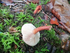Lactarius subdulcis