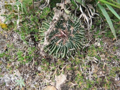 Echinofossulocactus