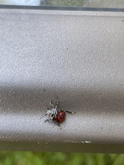 Cosmopepla lintneriana