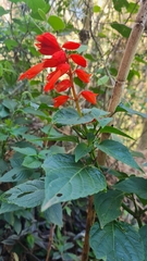 Salvia splendens