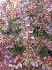Berberis