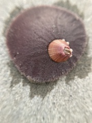 Paraconcavus pacificus